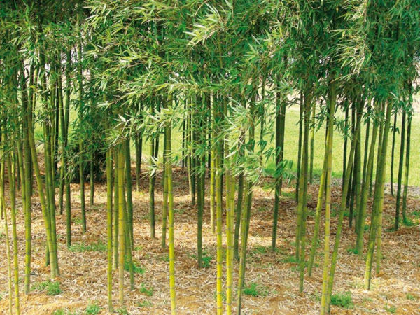 Bambus - historia nieznana