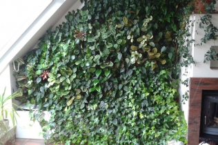 Zielone ściany – sposób na poprawienie jakości życia!